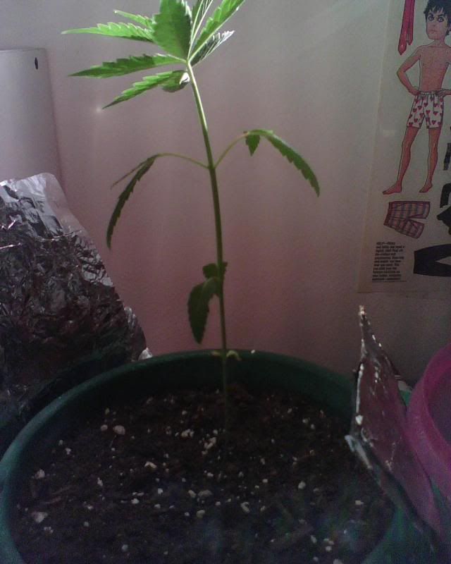 IMG00137.jpg