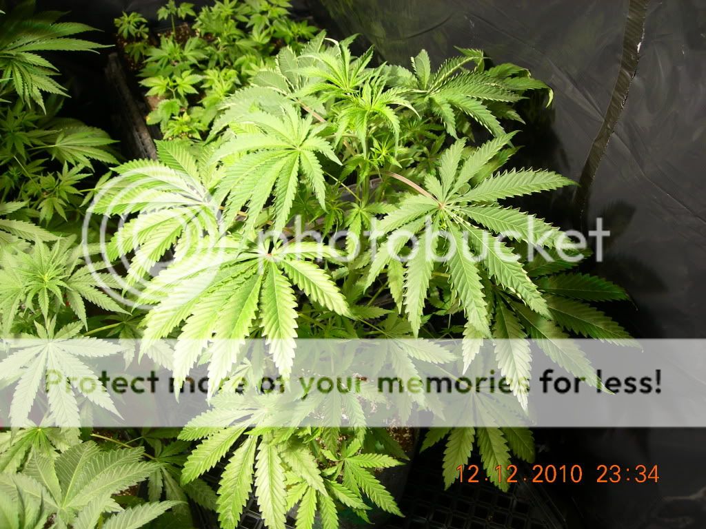 DSCN6953.jpg