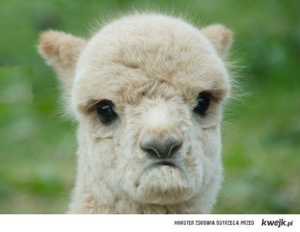 sad-llama.jpg