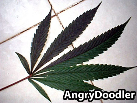 purple-green-split-cannabis-leaf-sm.jpg