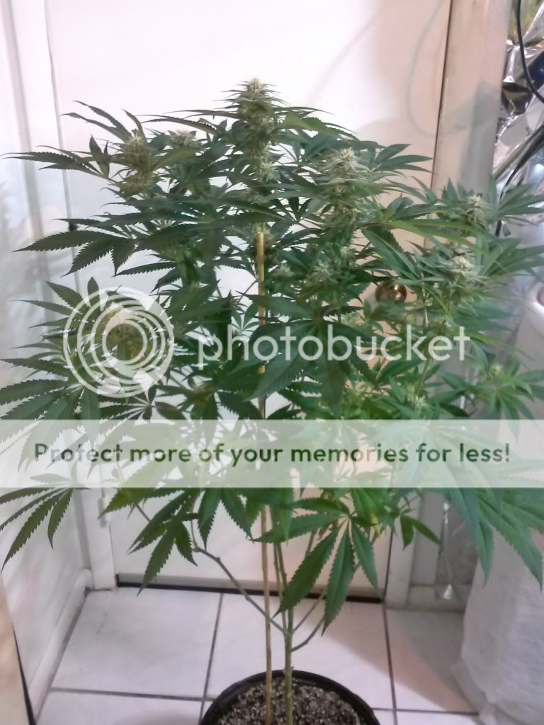 CAM00172_zpsc72257ff.jpg