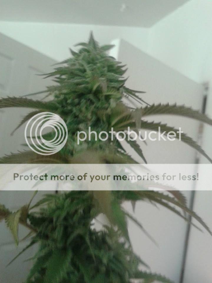lemonkush-bud.jpg