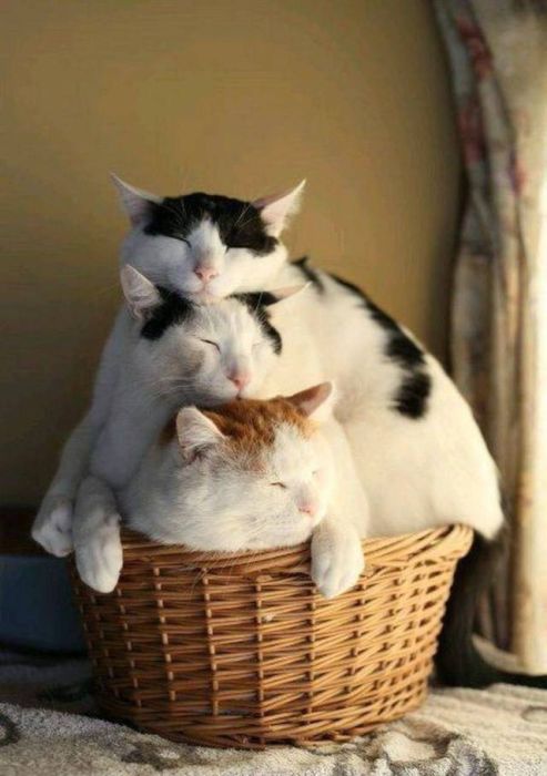 acid_picdump_32.jpg