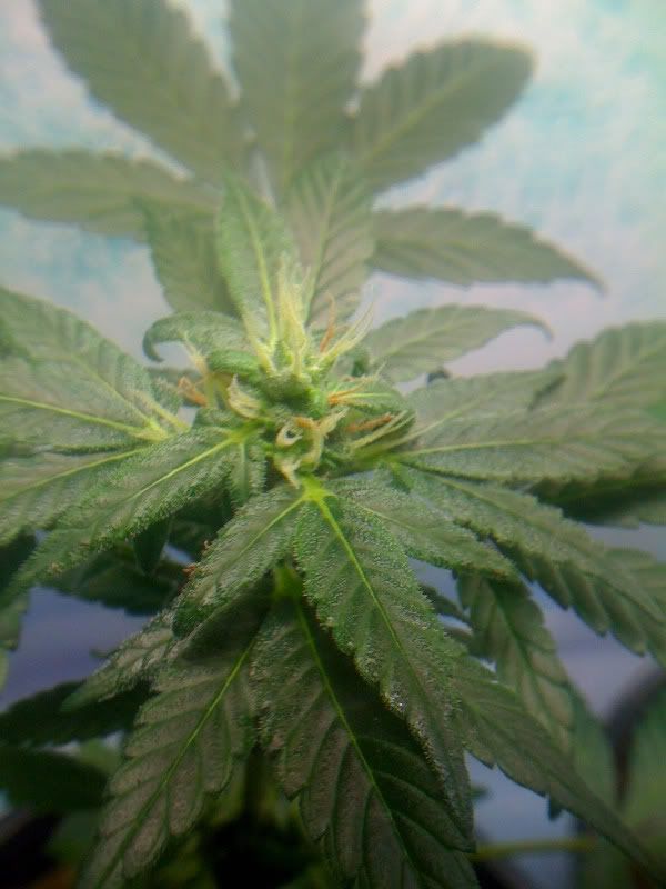 plant005.jpg