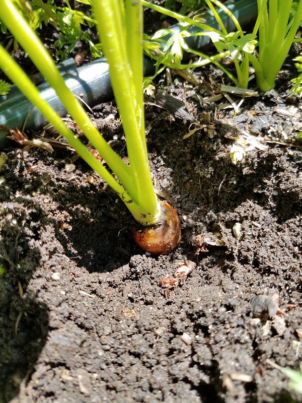 carrot1a.jpg