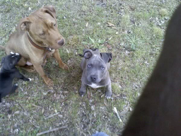 pups.jpg