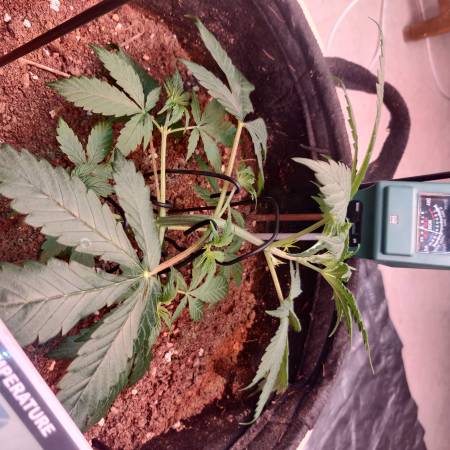 growdiaries.com