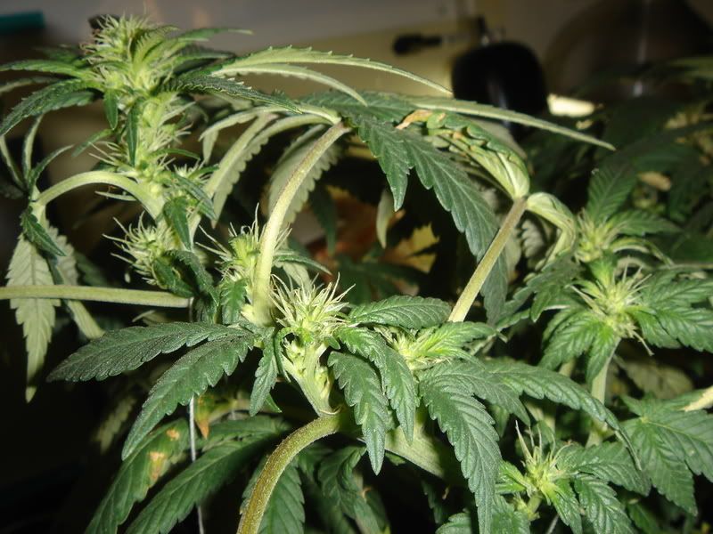 10-4-08005.jpg