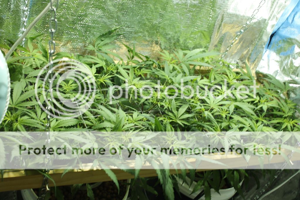 scrog1.jpg