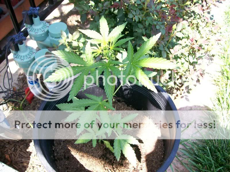 PLANT015.jpg