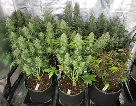 www.growweedeasy.com
