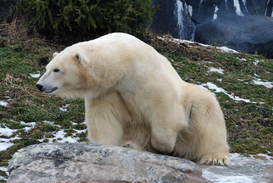 polar_bear___how_rude_by_8twilightangel8-d351ifs.jpg