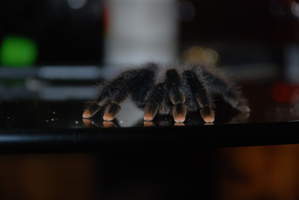DSC_0003.jpg