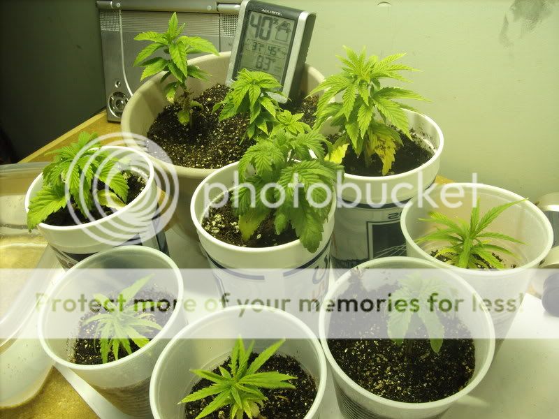 plants2006.jpg