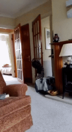 1654414067_10.gif