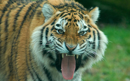 angry-tiger.jpg