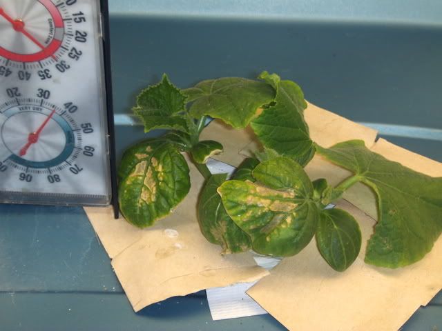 cuke6004.jpg