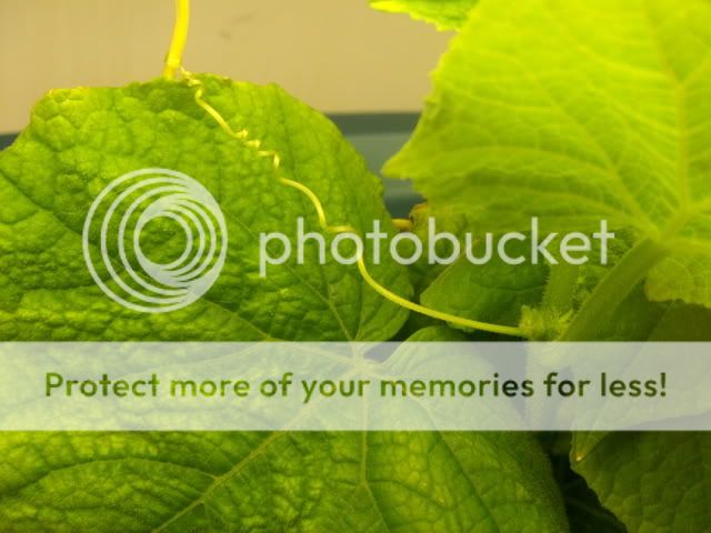 cuke11004.jpg