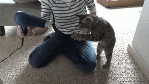 gifs_02.gif
