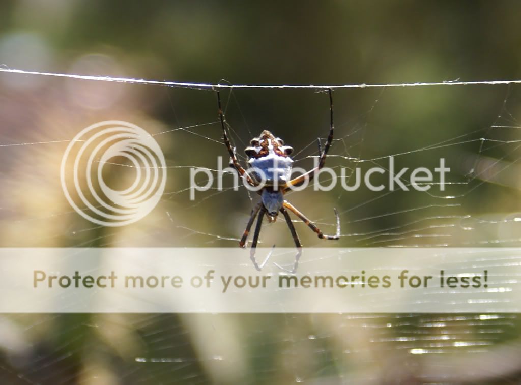 spider1.jpg