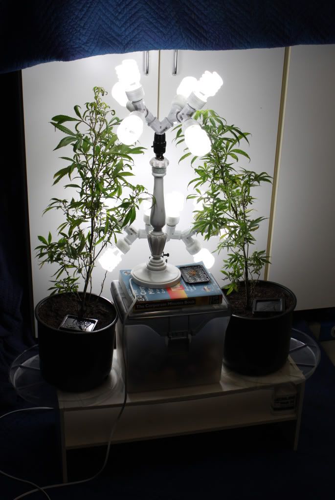 GrowRoom24411.jpg