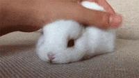 200w.gif
