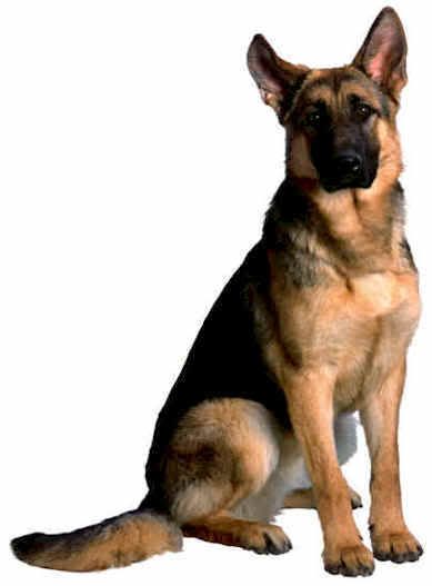 german-shepherds.jpg