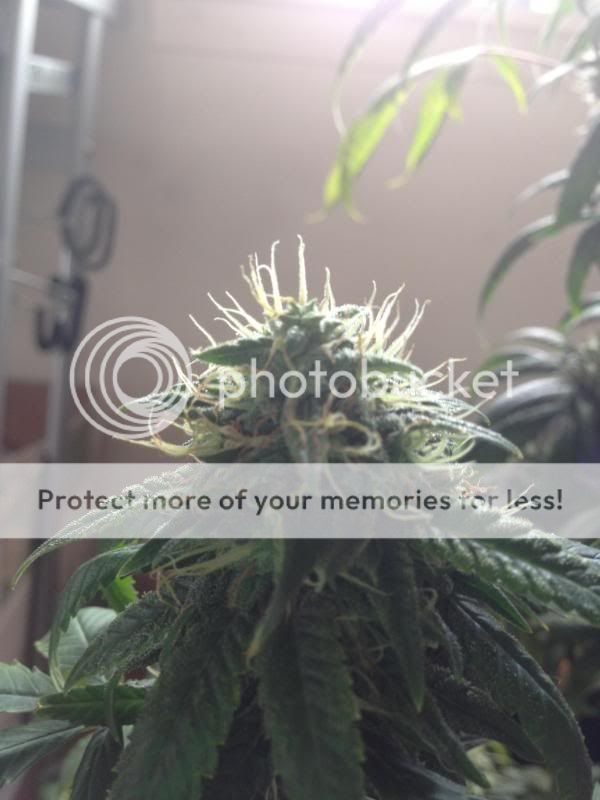 image_zpsf20cbe67.jpg