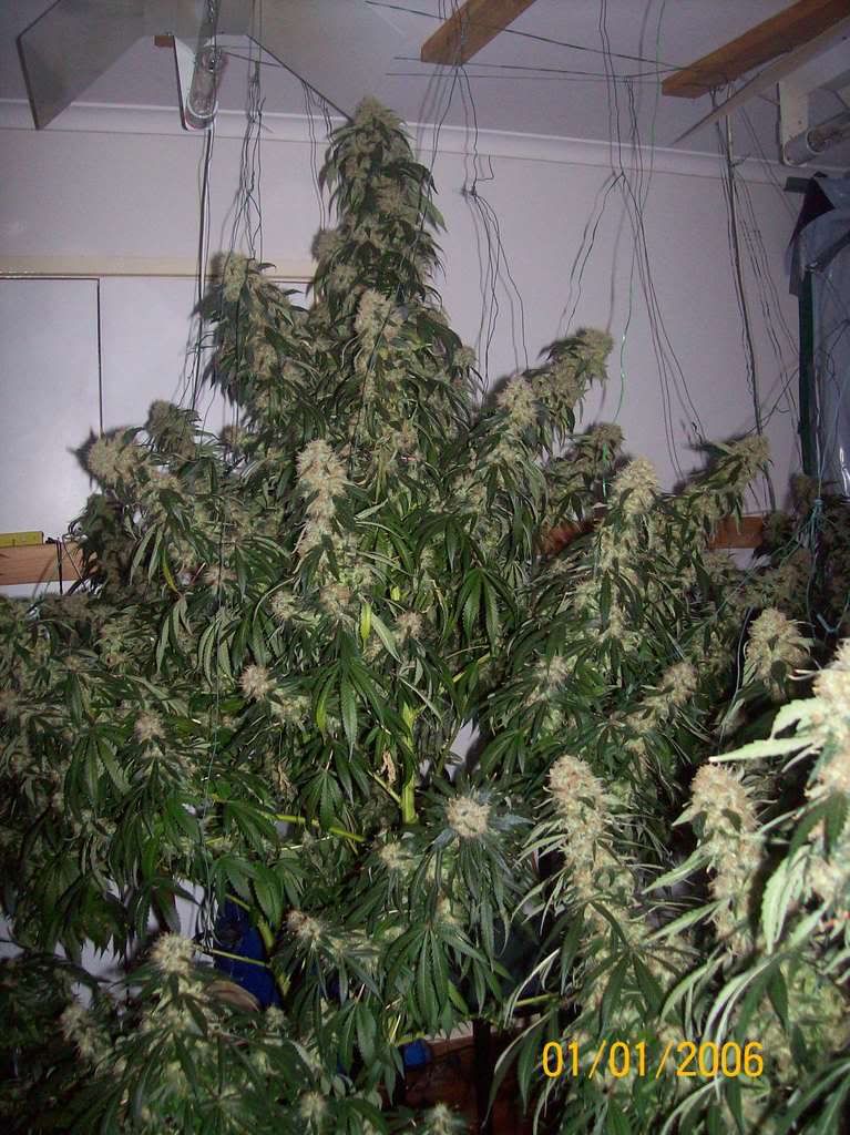 Plants020.jpg