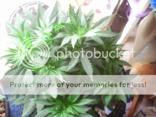 PICT0063.jpg