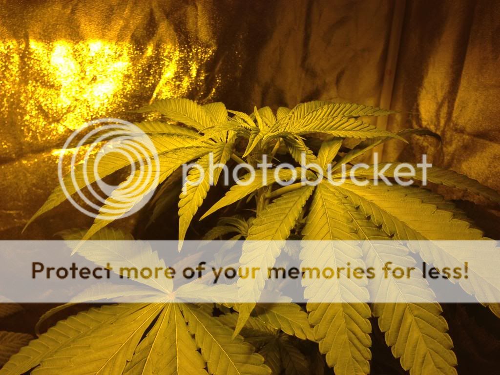 photo7_zpsc5fe1cef.jpg