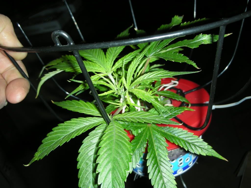 DSCN4407.jpg