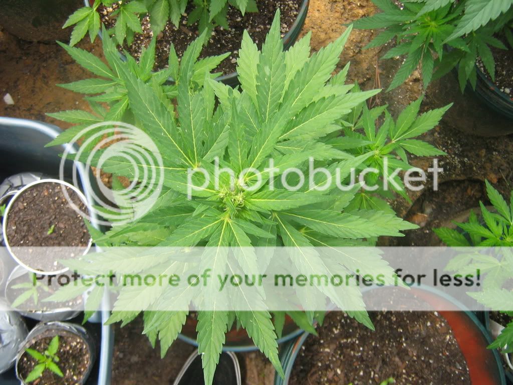 AutoBlueberry2.jpg