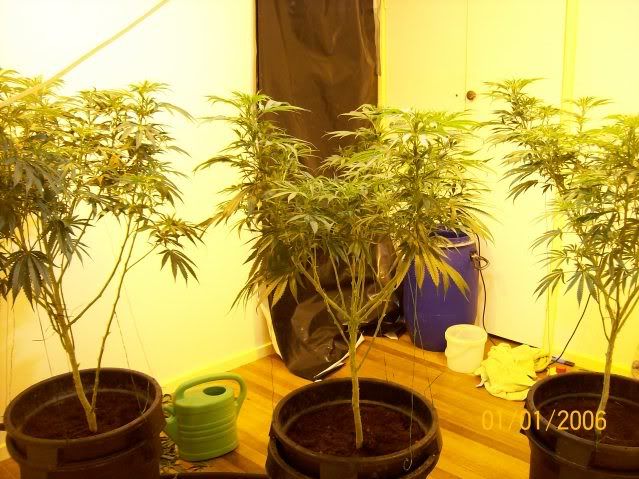 Plants120.jpg