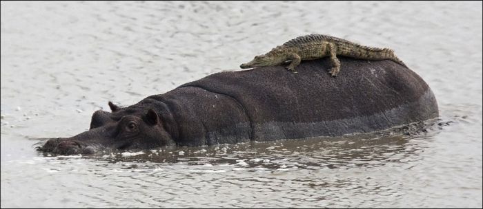 croc_on_hippo_01.jpg