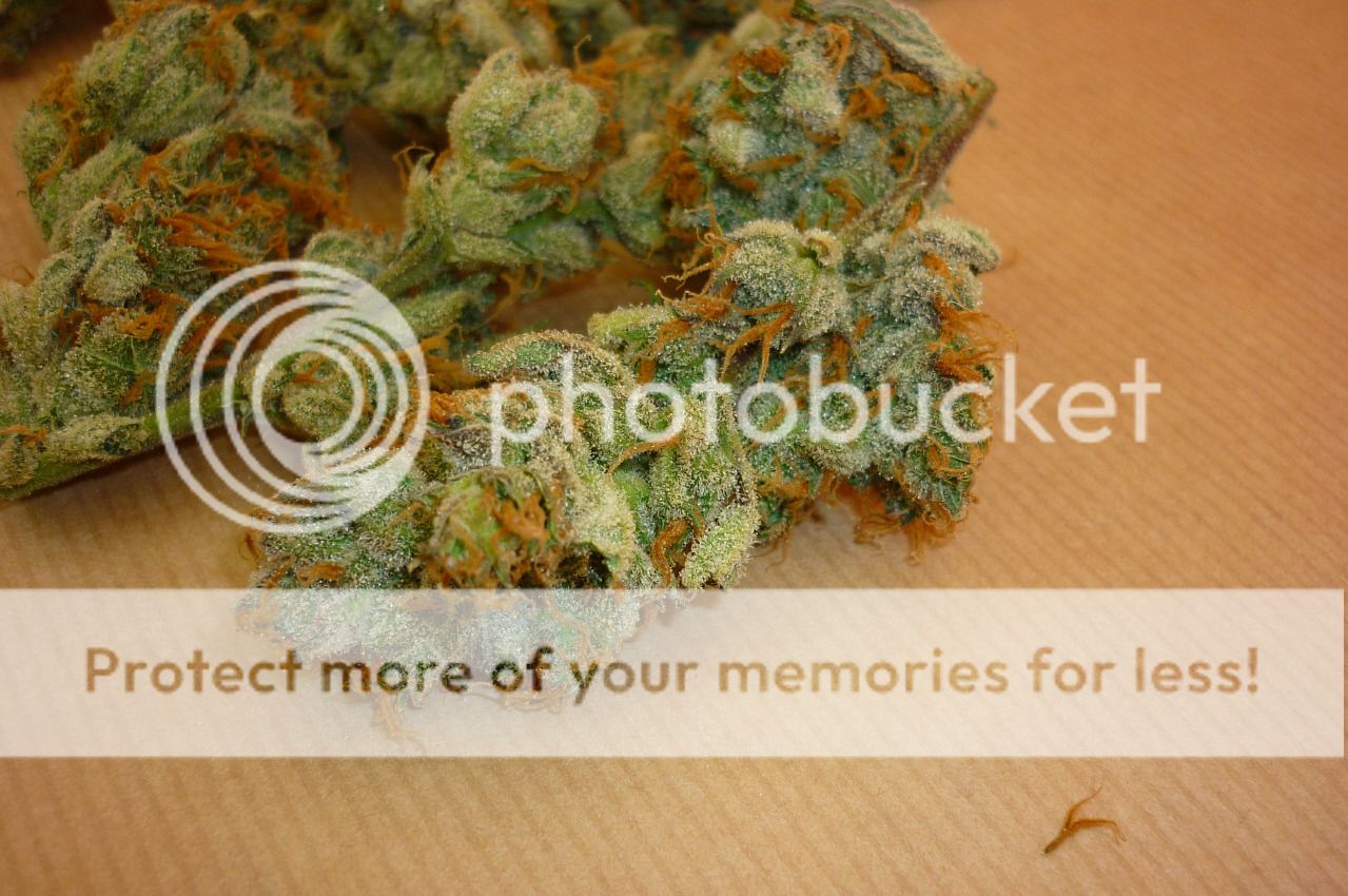 orangebud14.jpg