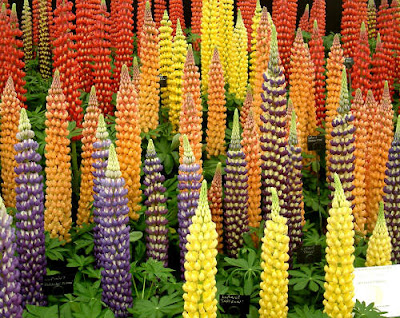 Lupines_small.jpg
