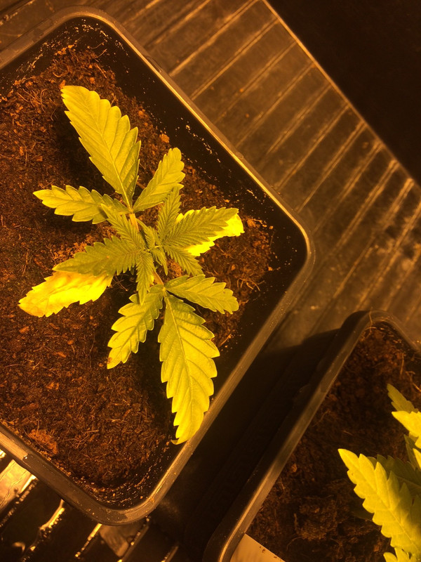 Worst_Plant.jpg