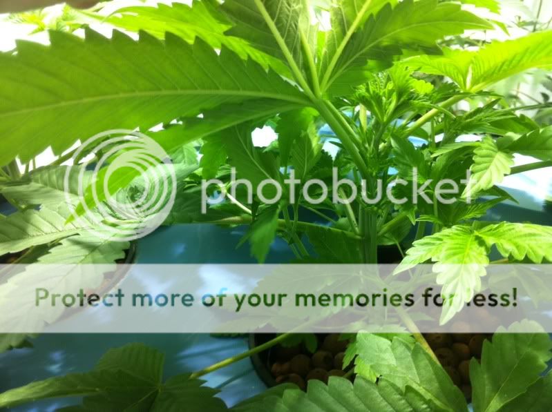 plant3inside.jpg