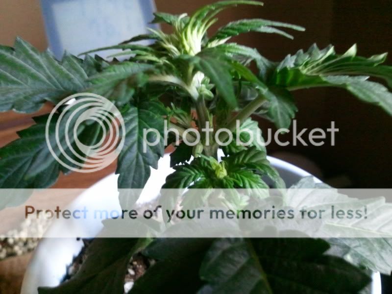 2012-01-17131550.jpg