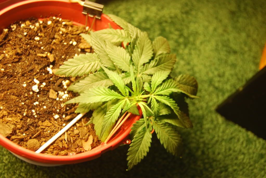 weed36007.jpg