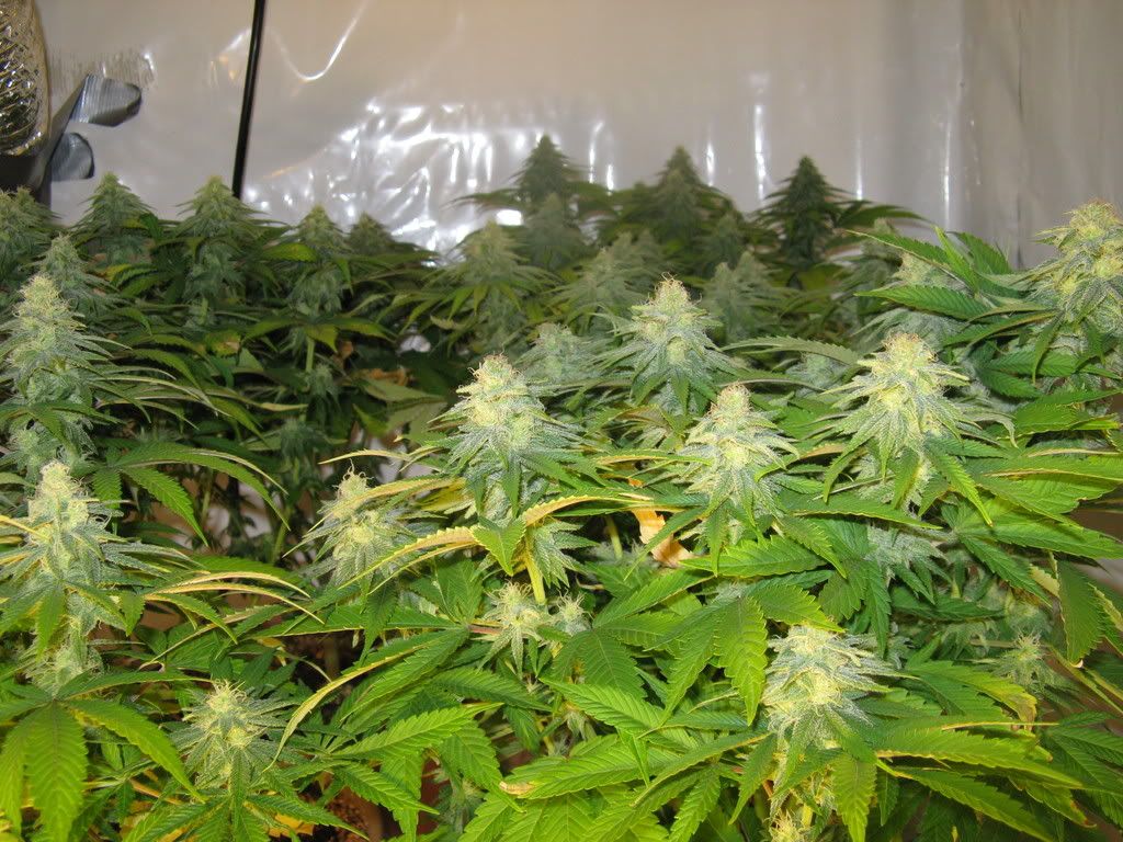 5weeksflowereing012.jpg