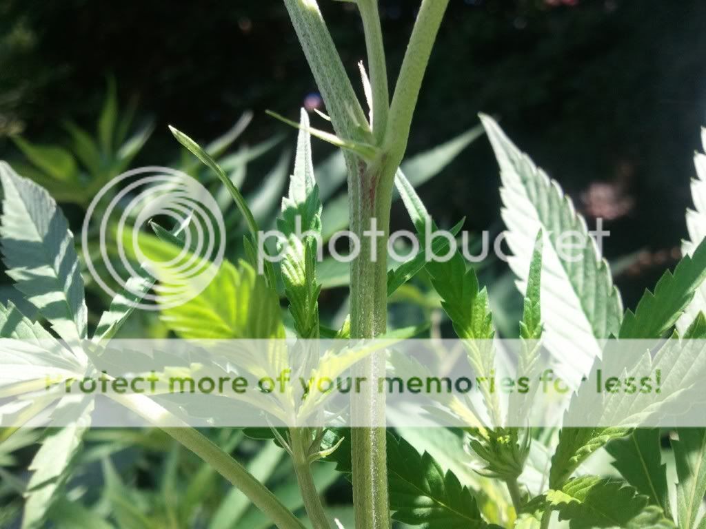WP_000270.jpg