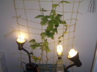 pics001-1.jpg
