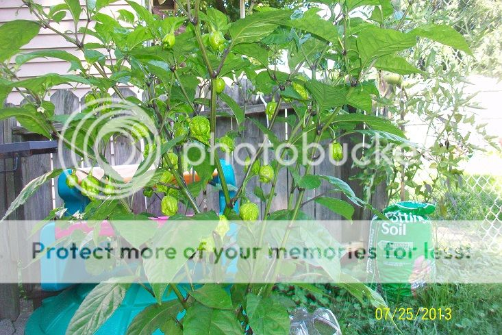 carolina_reaper_12_zpse59b3f48.jpg