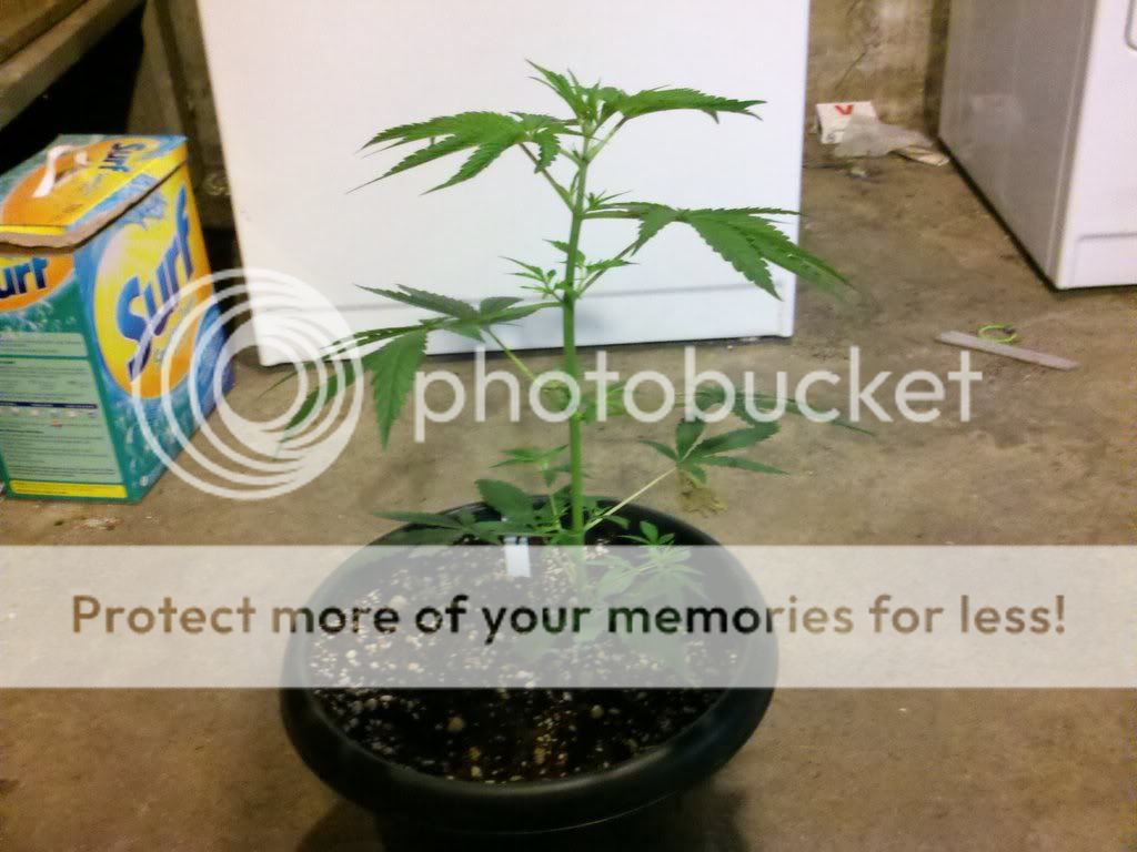 274100439_photobucket_18731_.jpg