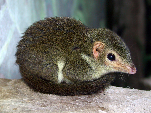 shrew1.jpg