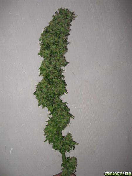 CC1_Harvest_oct25_24_.jpg