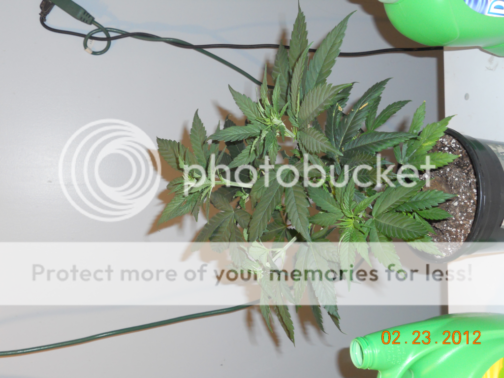 kush1.png