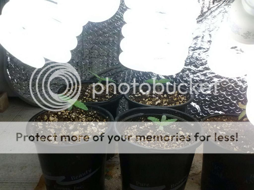 1226120842_zpsf7820236.jpeg